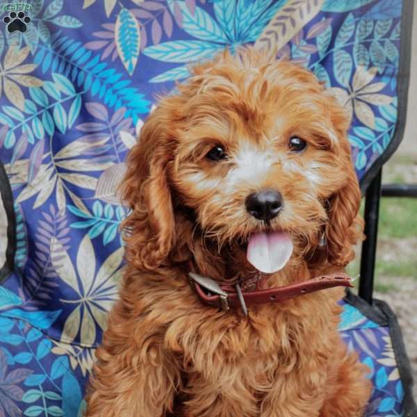 Bobby, Cavapoo Puppy